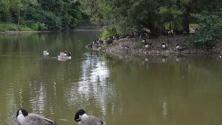 Wiwaweiher:  Sind Gänse  ein Problem