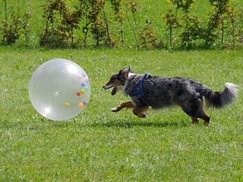 Hündin "Alika" treibt den Ball zu Frauchen ins Ziel. Foto: Marco Meißner