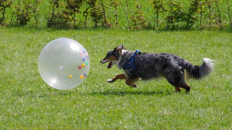 Hündin "Alika" treibt den Ball zu Frauchen ins Ziel. Foto: Marco Meißner