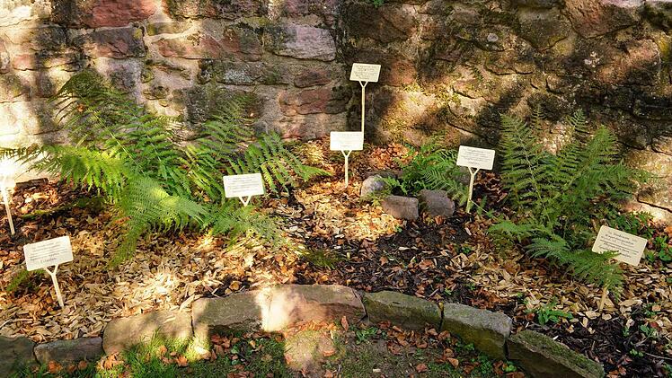 Schattig und feucht lieben es die meisten der Farnarten. Im Zeitlofser Kirchgarten mit der alten Steinmauer finden sie gute Bedingungen zu wachsen. Foto: Julia Raab