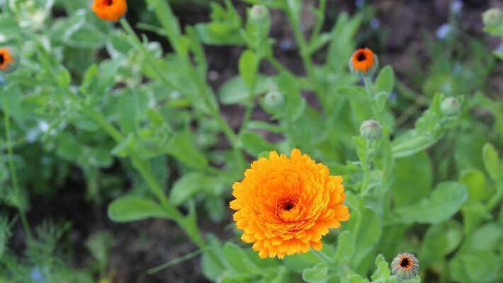 Ringelblumen Foto: Barbara Herbst