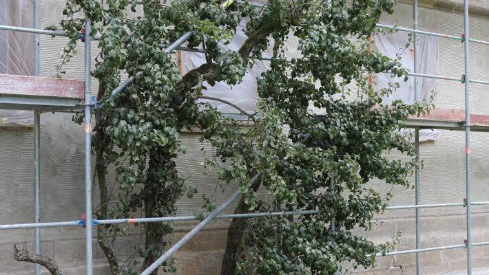 Der alte Birnbaum soll unbedingt erhalten bleiben.Foto: Barbara Herbst