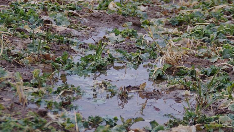 Das Wasser sammelt sich auf den Feldern. Hier lässt sich kaum mit schweren Maschinen arbeiten. Foto: Marco Meißner