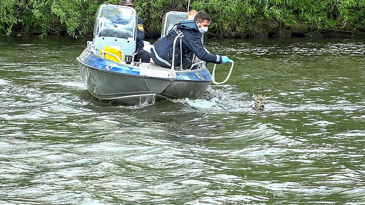 Tierischer Einsatz: Reh mit Boot aus Main-Donau-Kanal gerettet