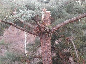 Im Wald am Bausenberg waren Christbaumdiebe am Werk.