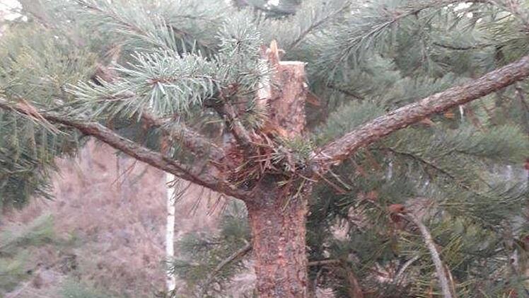 Im Wald am Bausenberg waren Christbaumdiebe am Werk.