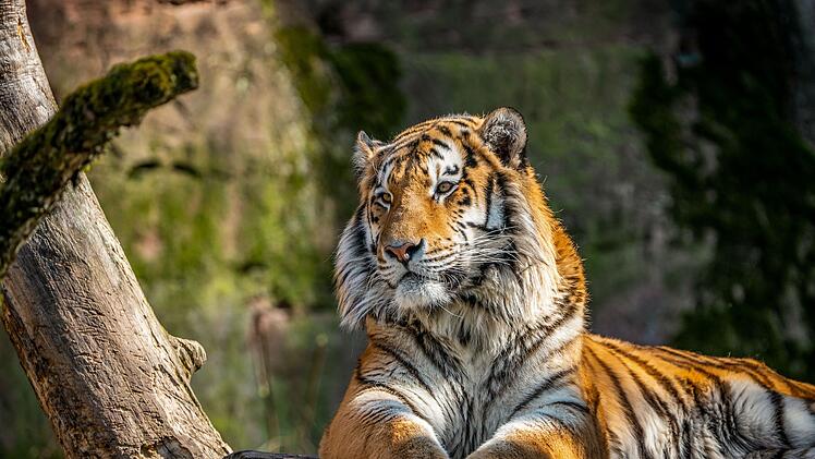 Tiergarten Nürnberg: In zehn Staaten bereits ausgestorben - Tiergarten versucht sich weiter an Tiger-Zucht