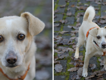 Tierheim Bamberg: Hund Mucki hatte es schwer - "null Vertrauen" zu Menschen