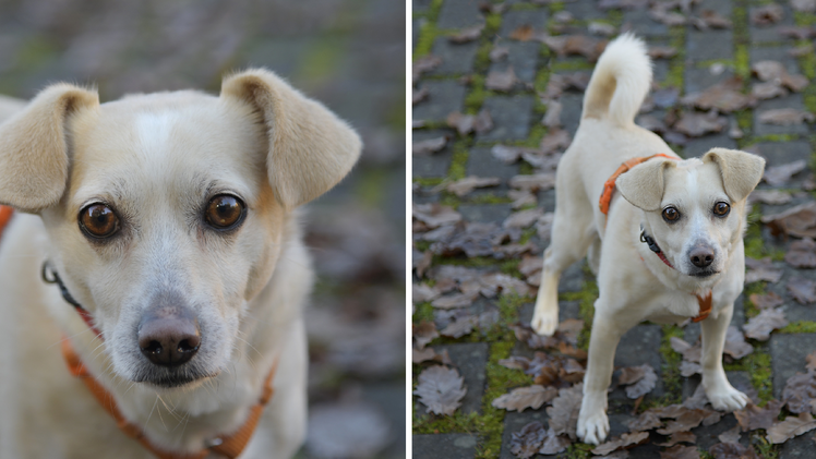 Tierheim Bamberg: Hund Mucki hatte es schwer - "null Vertrauen" zu Menschen