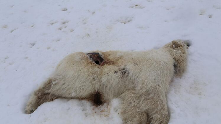 Erster Fall von Vogelgrippe bei Eisb&auml;r in Europa