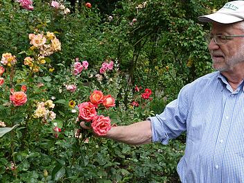 Hubert Töpfer begutachtet einen Teil der Rosen in seinem Garten. Hunderte Rosenstöcke verwandeln diesen jedes Jahr in ein Blütenmeer. Fotos: Rebecca Vogt