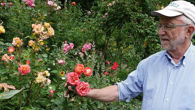 Hubert Töpfer begutachtet einen Teil der Rosen in seinem Garten. Hunderte Rosenstöcke verwandeln diesen jedes Jahr in ein Blütenmeer. Fotos: Rebecca Vogt