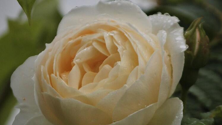 Wem der Sommerschnitt bei den Rosen gelungen ist, kann sich auf reichlich blühende Rosen freuen. Foto: Jupp Schröder