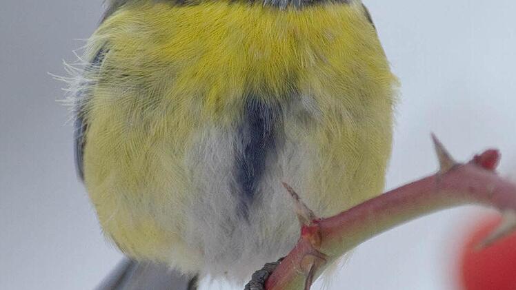 Die Blaumeise