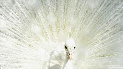 3. Preis "Naturschönheiten": Brigitte Gorille für "Weiße Hochzeit"