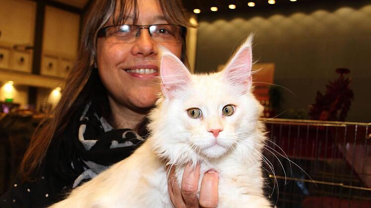 Marion Ludwig zeigt ihren Yogurtini Olimpian, ein red-smoked Maine Coon-Kater.