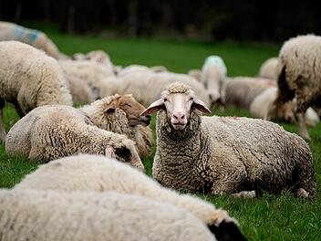 Ebern: Schafherde von Schäferhund angegriffen