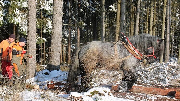 Anton Laux (links) und Wolfgang Pöhner arbeiten mit dem belgischen Kaltblut "Falk".Foto: Katrin Geyer
