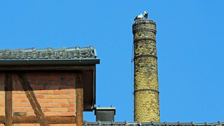 Die Störche auf der Hausser-Fabrik in Neustadt. Foto: Hans Schönecker