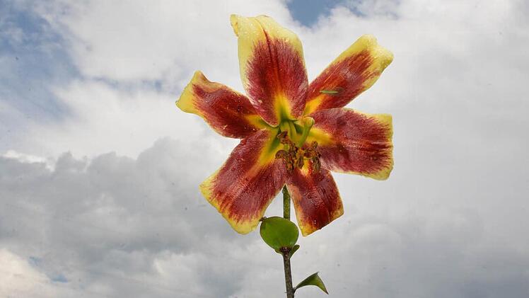 Foto: Ronald Rinklef