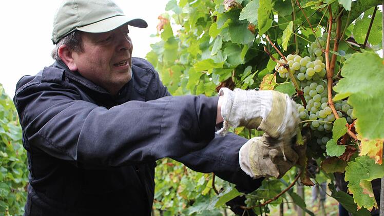 Imanuel Behn macht die Weinlese immer wieder Spaß. Foto: Lisa Kieslinger