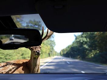 In Deutschland kommt es zu etlichen Wildunfällen -doch viele Autofahrer sind unsicher, wie sie sich bei einem Wildunfall  korrekt verhalten.   Symbolfoto: U. J. Alexander/Adobe Stock