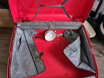 Tierheim Pfaffengrün: Mitarbeiter machen Horrorfund in Plastikkoffer - "Total traumatisiert"