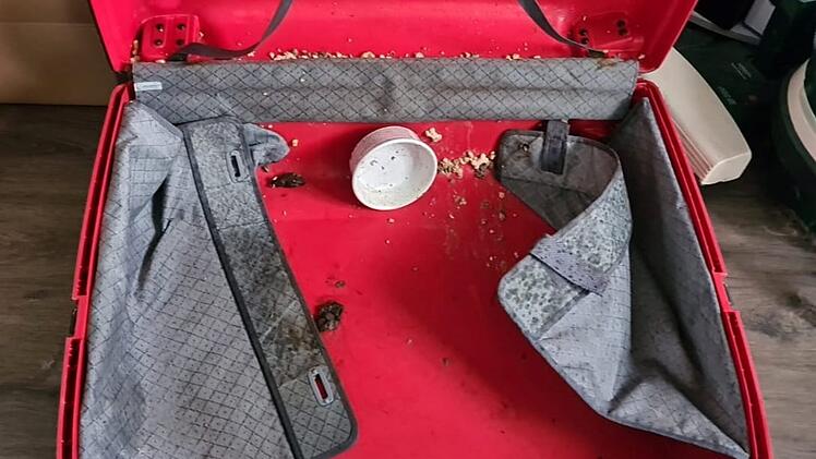 Tierheim Pfaffengrün: Mitarbeiter machen Horrorfund in Plastikkoffer - "Total traumatisiert"