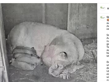Tiergarten N&uuml;rnberg: L&ouml;wen-Baby vermutlich tot