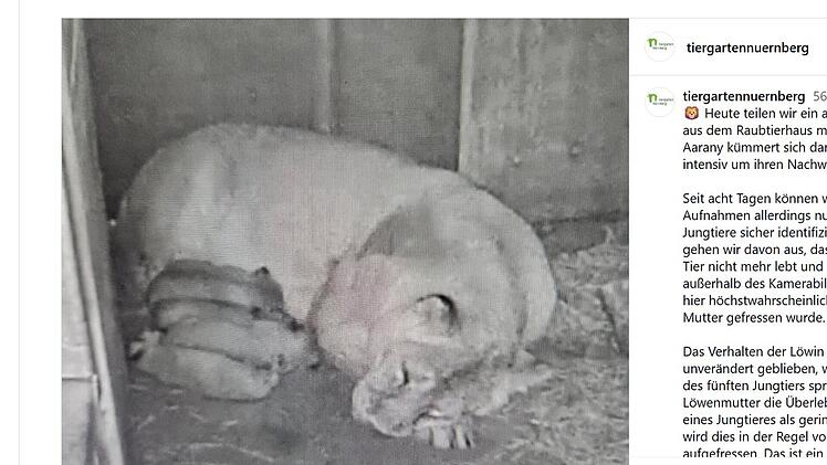 Tiergarten N&uuml;rnberg: L&ouml;wen-Baby vermutlich tot