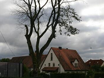 Am Ortsrand von Erlach, ganz in der Nähe des Friedhofs, sind vier Eichen - darunter auch diese - kahl, wahrscheinlich abgestorben, weil man gar zu sorglos mit ihnen umgegangen ist. Fotos: Werner Baier