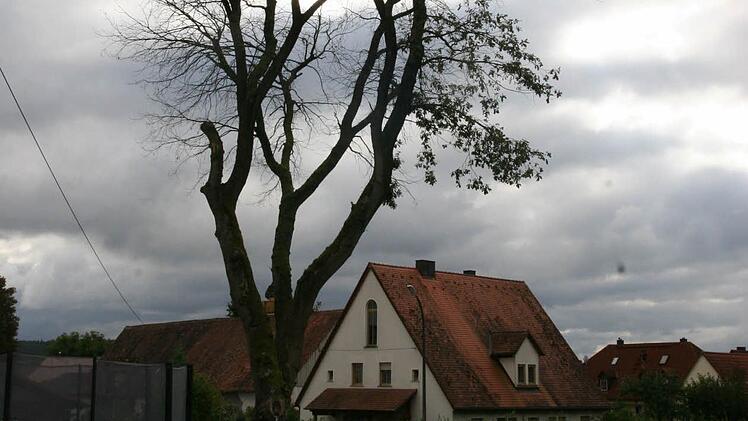 Am Ortsrand von Erlach, ganz in der Nähe des Friedhofs, sind vier Eichen - darunter auch diese - kahl, wahrscheinlich abgestorben, weil man gar zu sorglos mit ihnen umgegangen ist. Fotos: Werner Baier