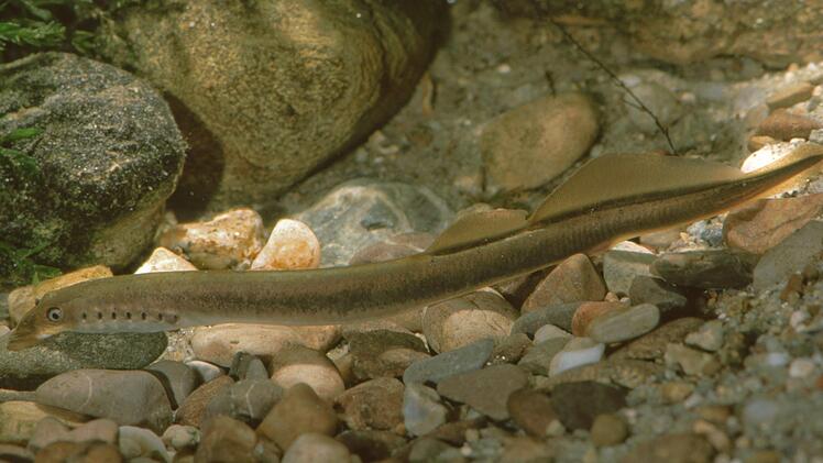 Ein BachneunaugeAndreas Hartl