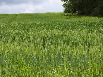Ein Getreidefeld in sattem Grün: Die Landwirte sind dank des Mairegens vorsichtig optimistisch, dass es eine gute Ernte werden könnte.