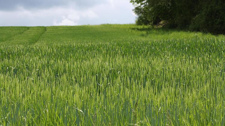 Ein Getreidefeld in sattem Grün: Die Landwirte sind dank des Mairegens vorsichtig optimistisch, dass es eine gute Ernte werden könnte.