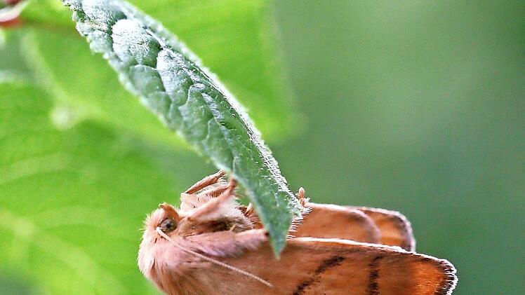 Zur Fotoausstellung in der Stadtbibliothek h&auml;lt Oskar Jungklaus am Dienstag einen Vortrag.
