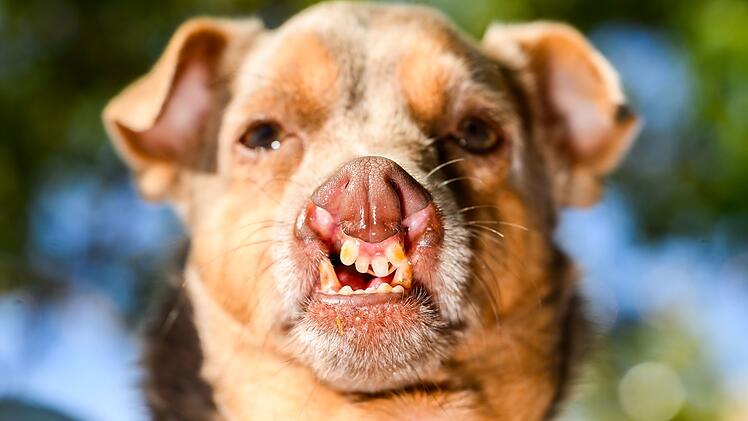 H&auml;sslichster Hund Wettbewerb