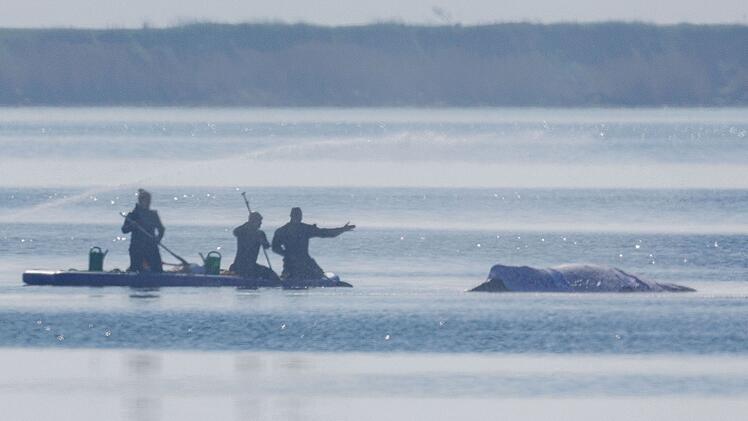 Rettungsaktion f&uuml;r den Buckelwal