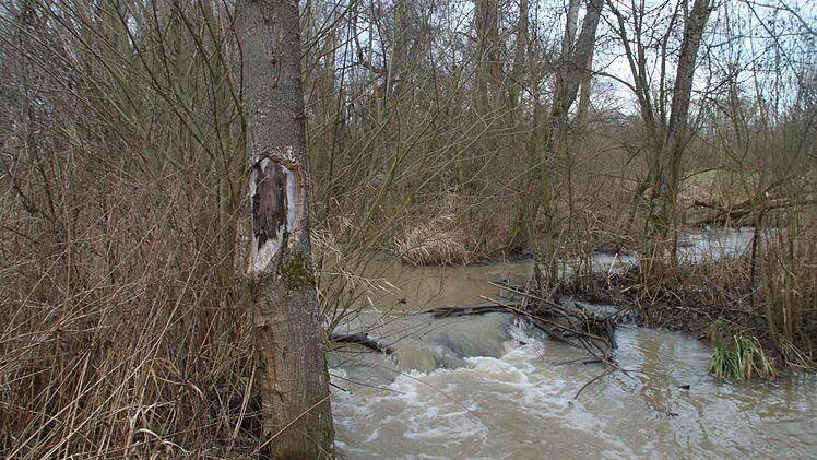 Eine der fünf Staustufen, die vom Biber angelegt wurden. Diese Wehre sind von den Tieren so stabil angelegt, dass sie sogar dem derzeitigen Hochwasser trotzen. Werden die Staustufen entfernt, legt der Biber sie binnen weniger Tage neu an.