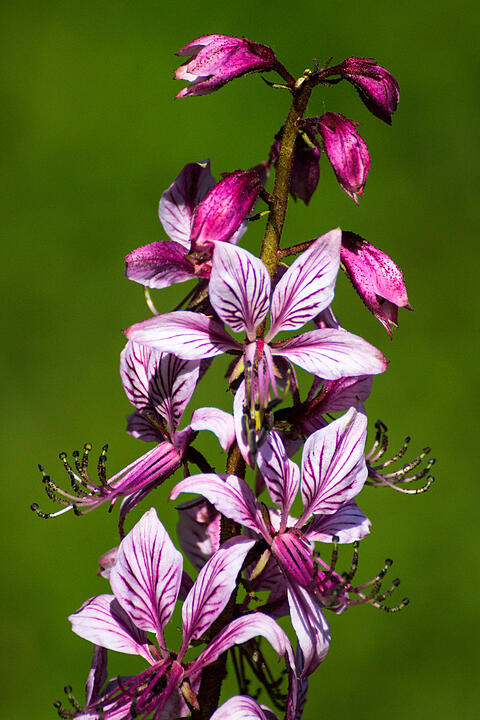 Fotos Konrad Thomann