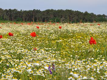 Landwirt Johannes Funke stellt einen Teil seiner Felder zwischen Adelsdorf und Neuhaus zur Verfügung. Er bietet Patenschaften für mehr blühende Pflanzen an.  Von den Unterzeichnern des Volksbegehrens erhofft er sich mehr privates Engagement. Foto: privat