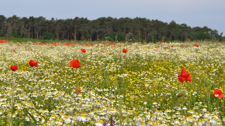 Landwirt Johannes Funke stellt einen Teil seiner Felder zwischen Adelsdorf und Neuhaus zur Verfügung. Er bietet Patenschaften für mehr blühende Pflanzen an.  Von den Unterzeichnern des Volksbegehrens erhofft er sich mehr privates Engagement. Foto: privat