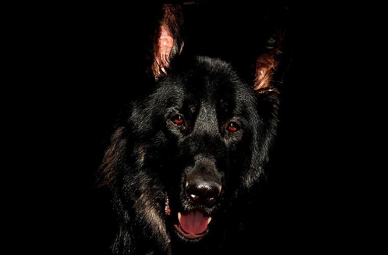 Kitzingen: Frau fällt nach Hundeattacke auf den Hinterkopf - Hundehalterin leistet keine Hilfe