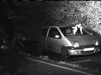 Das Bu&szlig;geld wurde f&uuml;r den Autofahrer nicht f&auml;llig, da er durch die Taube nicht sicher identifiziert werden konnte. Foto: Kreispolizeibeh&ouml;rde Viersen
