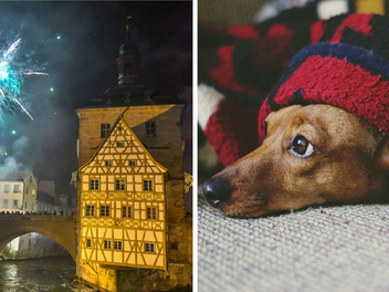 Tierheim Bamberg nach Böller-Verbot erleichtert - diese Szenen spielen sich sonst ab