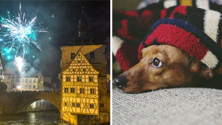 Tierheim Bamberg nach Böller-Verbot erleichtert - diese Szenen spielen sich sonst ab