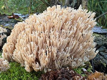 Sensationsfund in Wildflecken: Extrem seltener Pilz entdeckt Sensationsfund in Wildflecken: Extrem seltener Pilz entdeckt