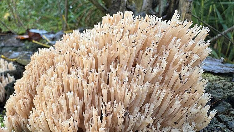 Sensationsfund in Wildflecken: Extrem seltener Pilz entdeckt