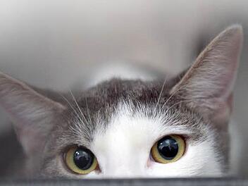 Ein Herz für Katzen hat Natalie Ristic. Wer die Kulmbacherin unterstützen möchte, kann über die Aktion "Frabken helfen Franken" an den Kulmbacher Tierschutzverein spenden. Foto: dpa