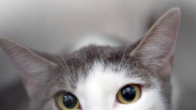 Ein Herz für Katzen hat Natalie Ristic. Wer die Kulmbacherin unterstützen möchte, kann über die Aktion "Frabken helfen Franken" an den Kulmbacher Tierschutzverein spenden. Foto: dpa